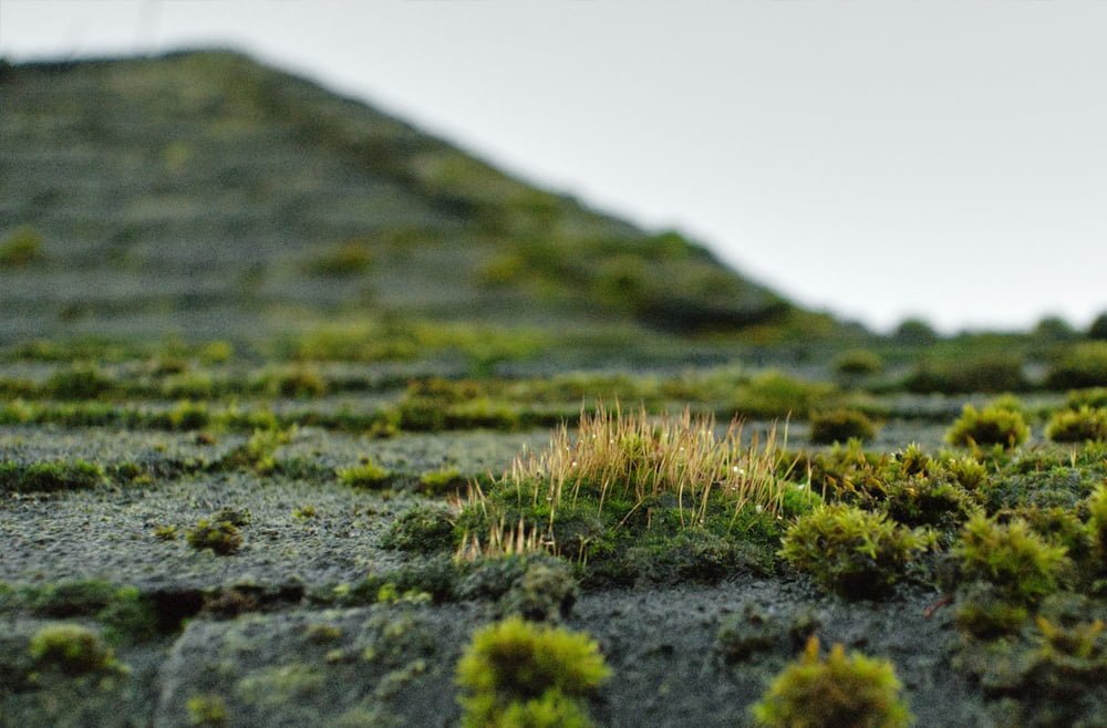 Moss growing on a sloped roof, highlighting the need for professional roof moss removal services to extend roof life and enhance curb appeal.